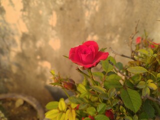 Red Button Rose Flower