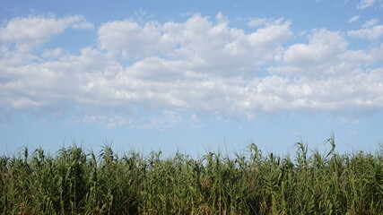 Fototapeta premium grass against cloudy sky