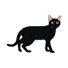 cartoon black cat icon, colorful design