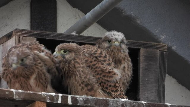 Turmfalken am Nistkasten auf Bauernhof in der Eifel