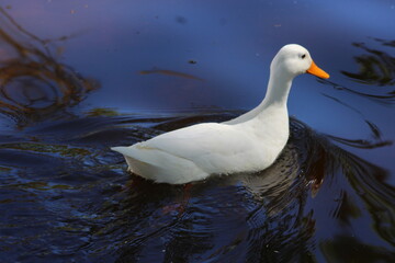 Duck