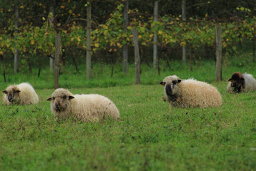 Naklejka premium Rebaño de ovejas descansando en un prado de Lemoa.
