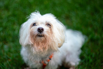 Maltese terrier dog