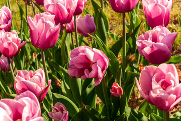 Fototapeta premium Gardening tips. Growing flowers. Growing bulb plants. Enjoying nature. Soil for growing flowers.