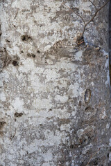 Texture of the white bark of a tree in the forest