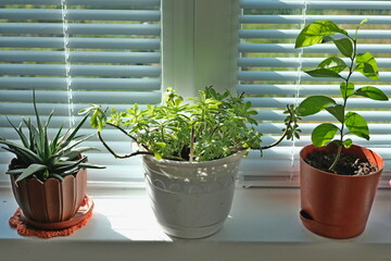 potted plants on the window