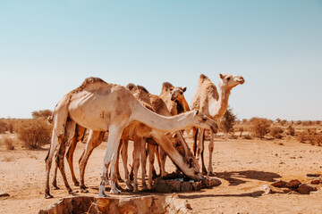 Camel