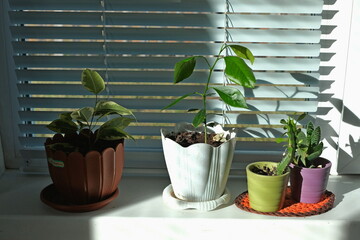 potted plants on the window