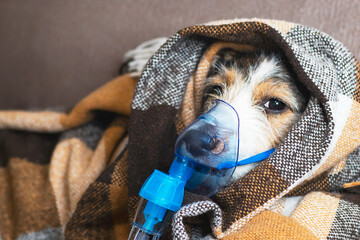 A dog in an oxygen mask, diseases and colds of animals, a pet in a blanket, inhalation with a...