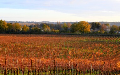 Vignoble à l'automne en vallée de la Dordogne