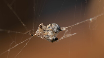 Bee caught in a spider net