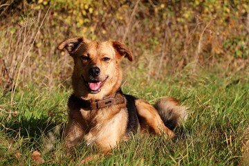 beautiful mixed dog is lying in the park