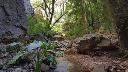 Forest at Baviaanskloof Mega Reserve
