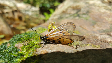 Butterfly on a rock