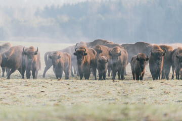 A Herd Of European Bison Grazing On The Field.Five Large Brown Aurochs Bison bonasus On The Birch...