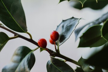 Holly red berries. Ilex aquifolium backgound.