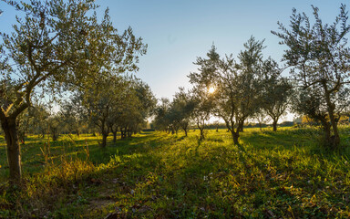 Olive fields at sunset in Provence
