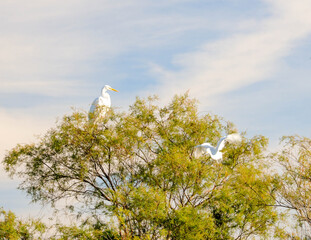 Life at the Henderson Bird Viewing Preserve, Henderson, NV.