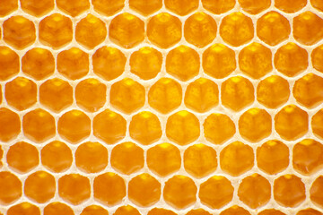 bee fresh honey in combs. background and texture. vitamin natural food. bee work product