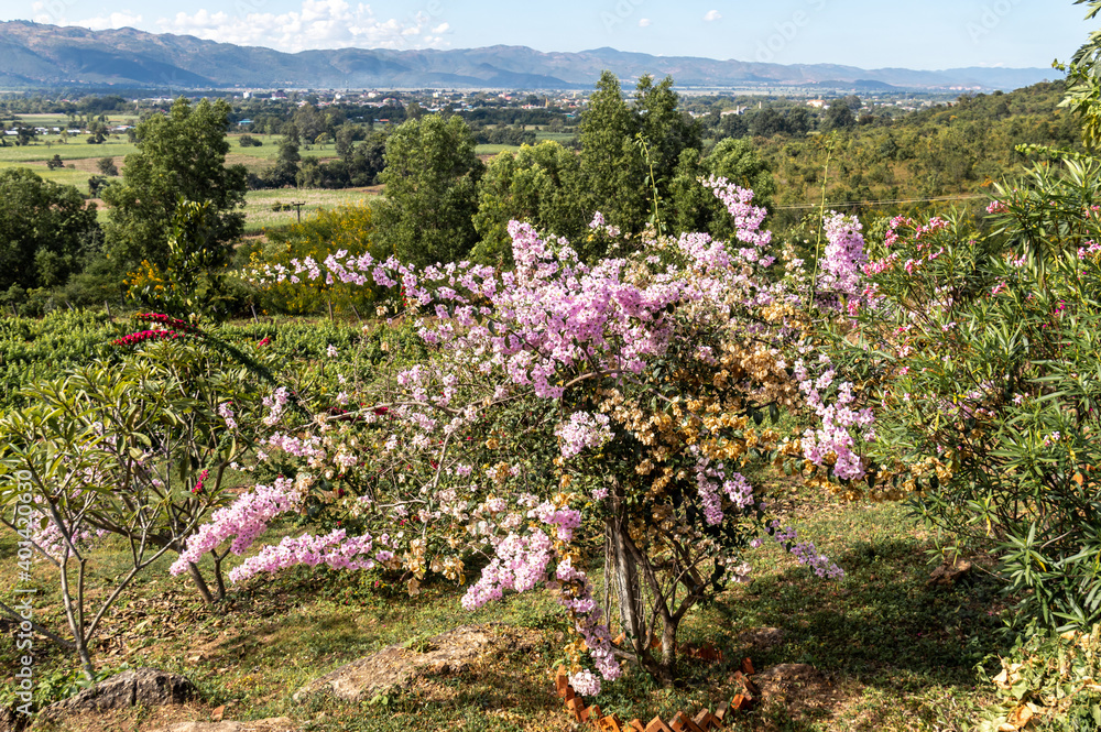 Canvas Prints Cerisier en fleurs au lac Inle, Myanmar