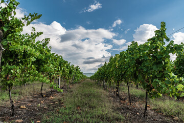 Fototapeta na wymiar Rows of vines in an agricultural field