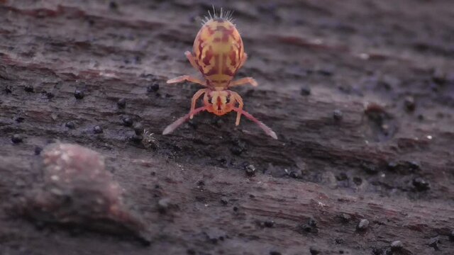 Kugelspringer in der Laubschicht in der Eifel