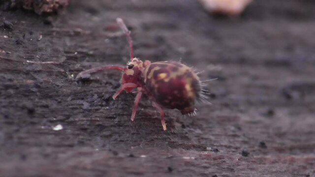Kugelspringer in der Laubschicht in der Eifel