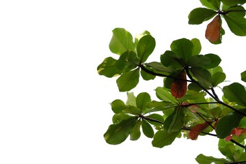 Obraz premium Tropical tree leaves with branches on white isolated background for green foliage backdrop 