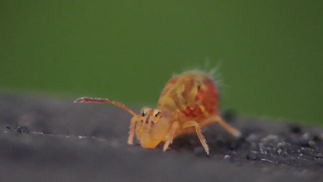 Kugelspringer in der Laubschicht in der Eifel