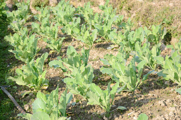 bunch the ripe green cabbage plant seedlings in the garden.