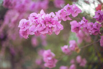 Obraz premium flowers in spring
