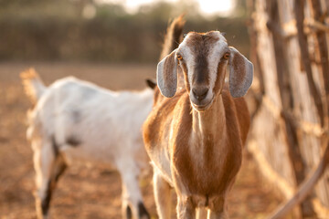 portrait of a goat