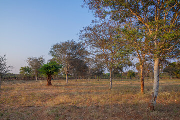 tree in the field