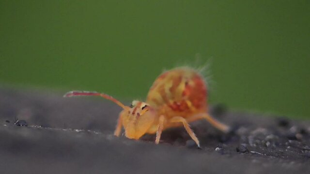 Kugelspringer in der Laubschicht in der Eifel