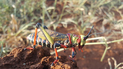 African grasshopper on a rock at Pilanesberg