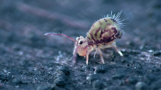 Kugelspringer in der Laubschicht in der Eifel