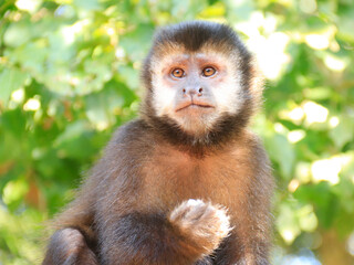 monkey sitting on a tree