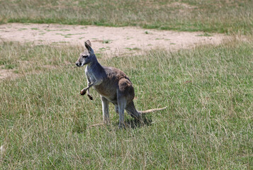 Kangaroo watching - Phillip Island, Victoria, Australia