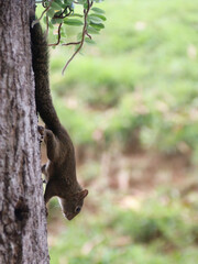 squirrel on tree