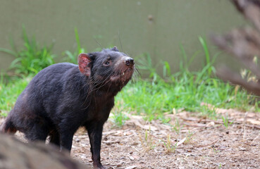 Tasmanian devil portrait - Victoria, Australia