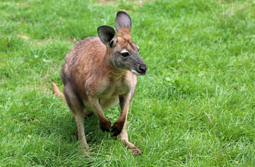 Red Kangaroo on green grass - Phillip Island, Victoria, Australia