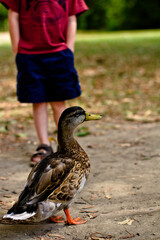 Boy and duck