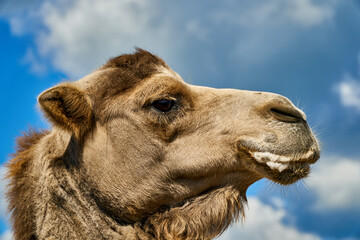 Camel at the zoo with foam at the mouth. Animals suffer in the zoo and get sick. Funny camel. High quality photo