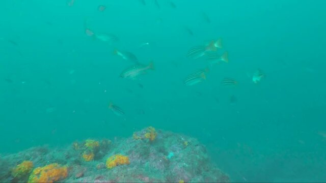 Banco de Salpas en el Oc&eacute;ano