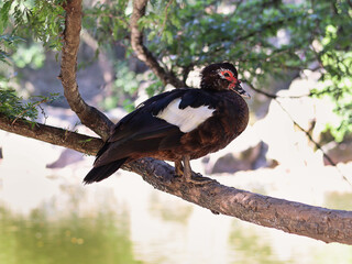duck on the branch