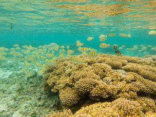 Naklejka na ściany i meble Convict Surgeon-fish in the Reunion island lagoon during a snorkeling session, France, tropical Europe.