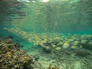 Fototapeta na wymiar Convict Surgeon-fish in the Reunion island lagoon during a snorkeling session, France, tropical Europe.
