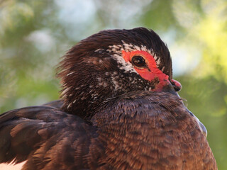 eyes of duck 