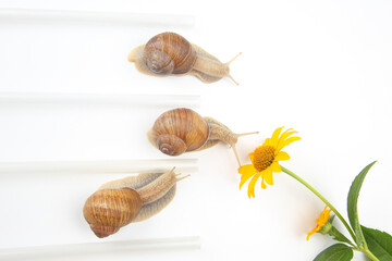 Helix pomatia. snails compete to reach the yellow flower. mollusc and invertebrate. delicacy meat and gourmet food.