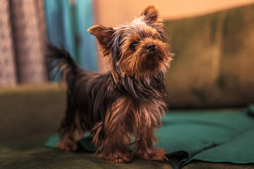 Yorkshire terrier dog at home on the couch